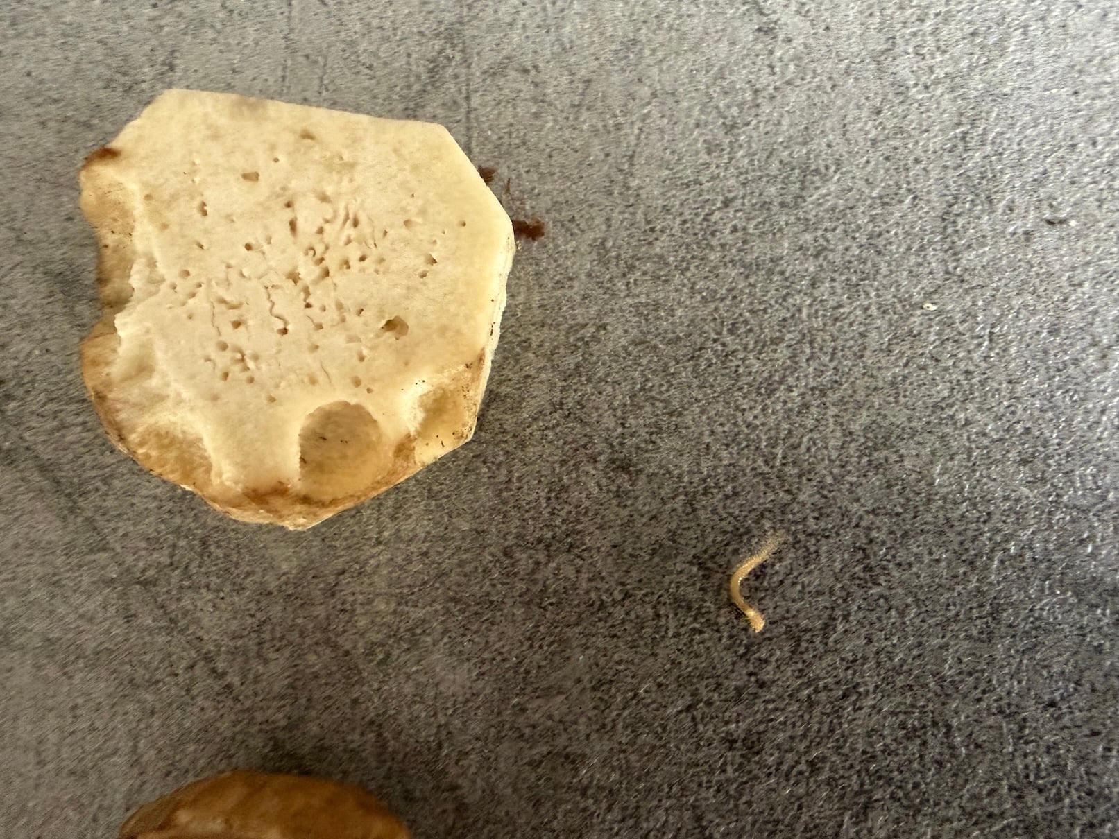 Beige, irregular bone-like fragment with a porous surface on a gray countertop, showing holes and rough edges on the left side.