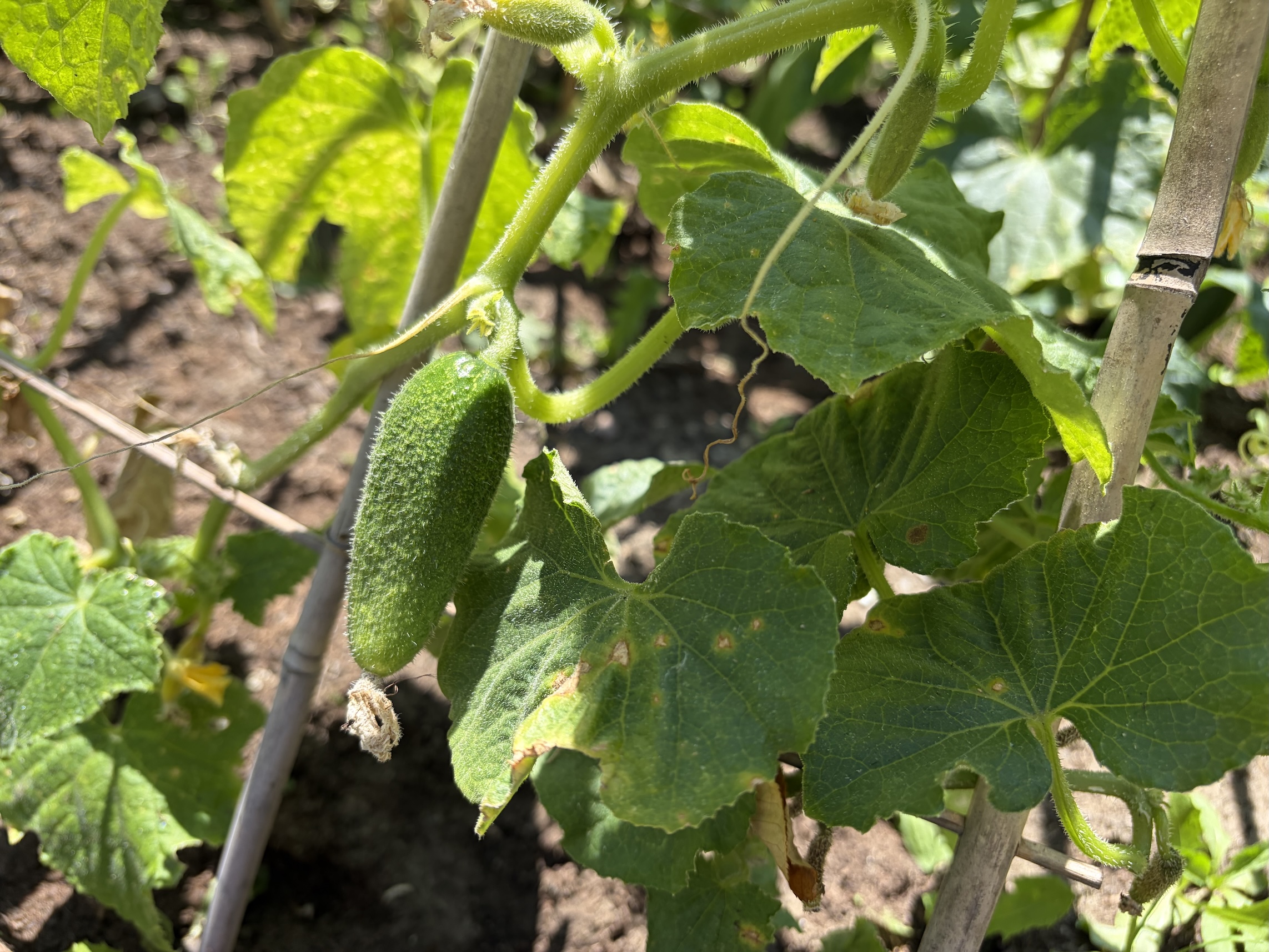 Cucumbers