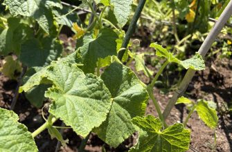 Cucumbers