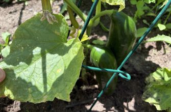 Cucumbers