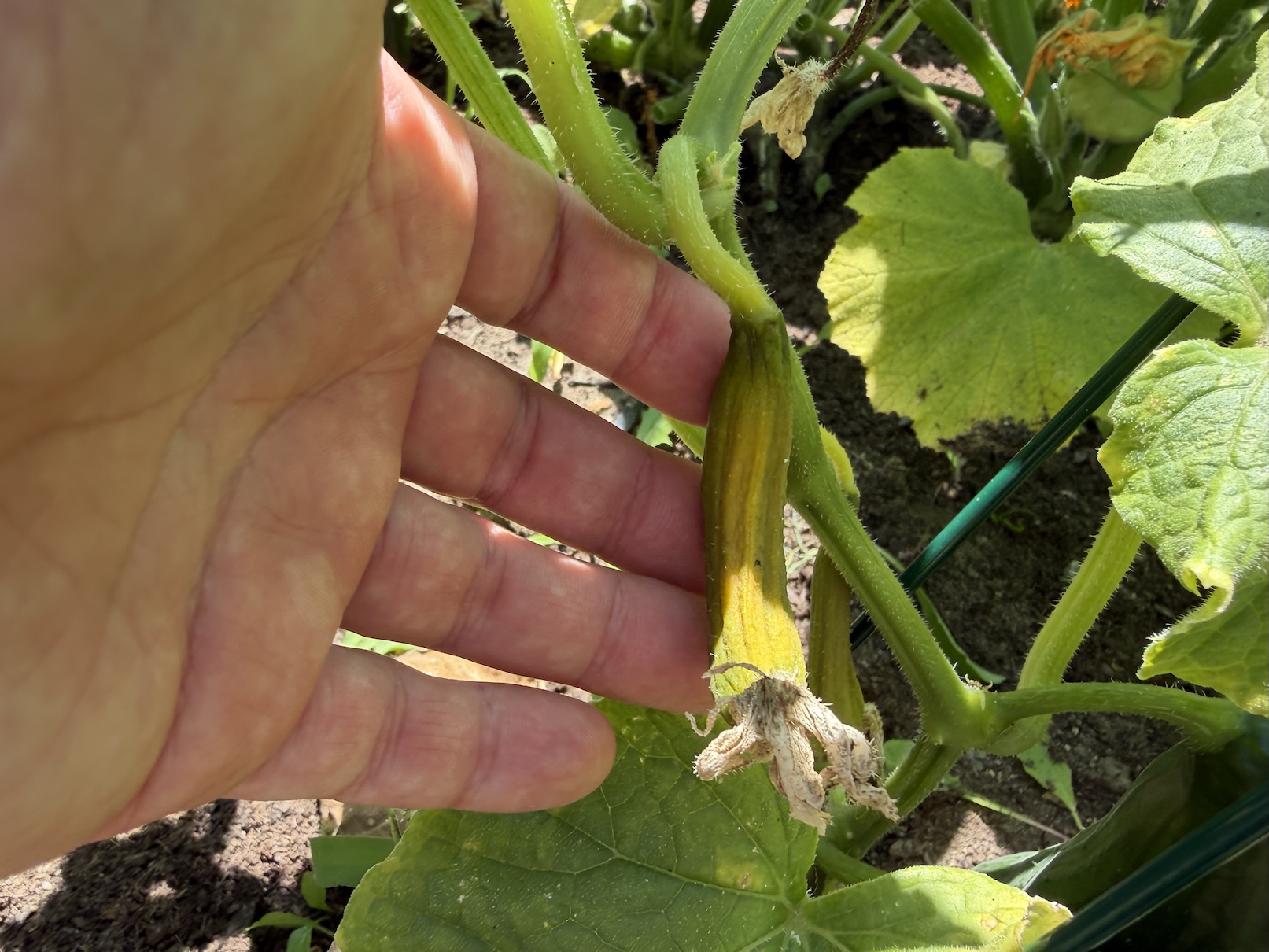 Yellow cucumber