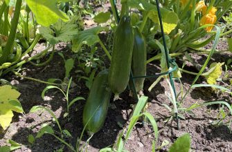 Cucumbers