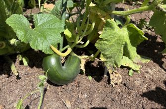 Cucumbers