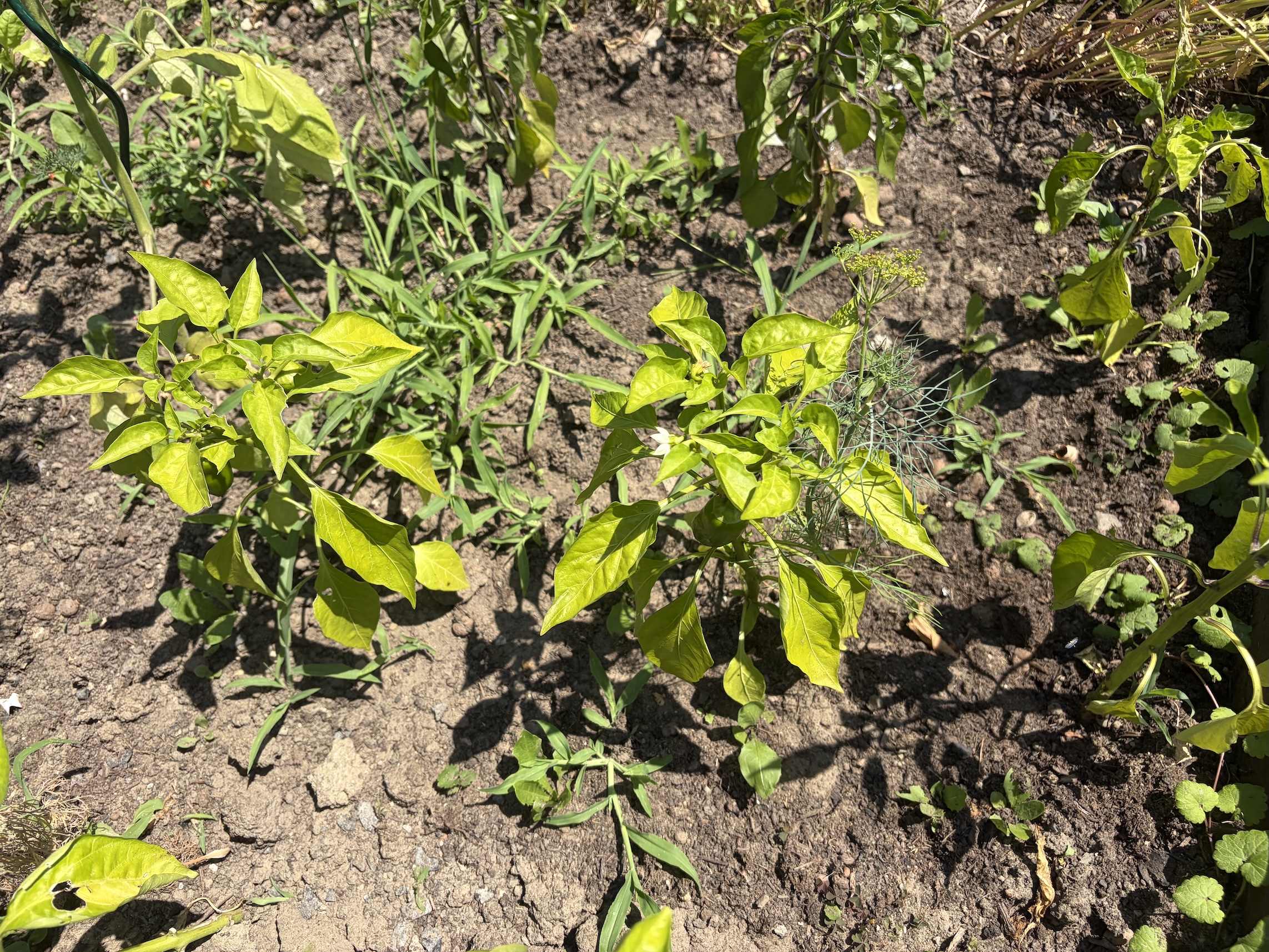 Peppers