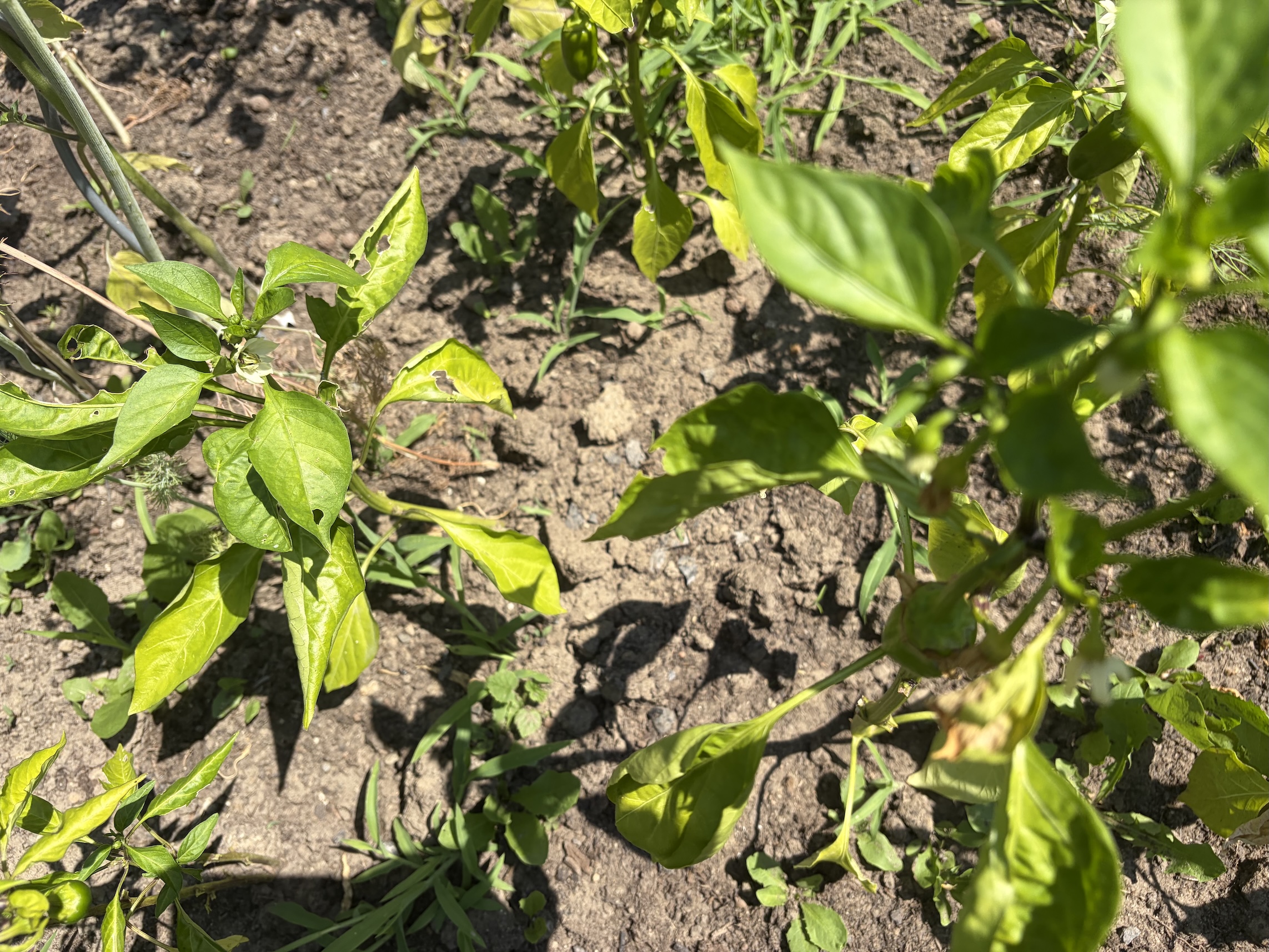 Peppers