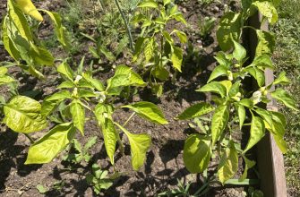 Peppers
