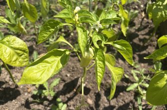 Close-up of a pepper plant with glossy green leaves and a small white flower in a garden bed.