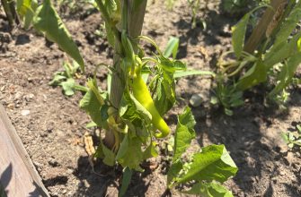 Close-up of a pepper plant with a yellow-green pepper fruit growing along a stake in a tilled garden bed.
