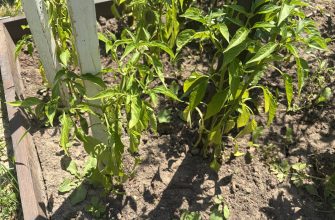 Peppers