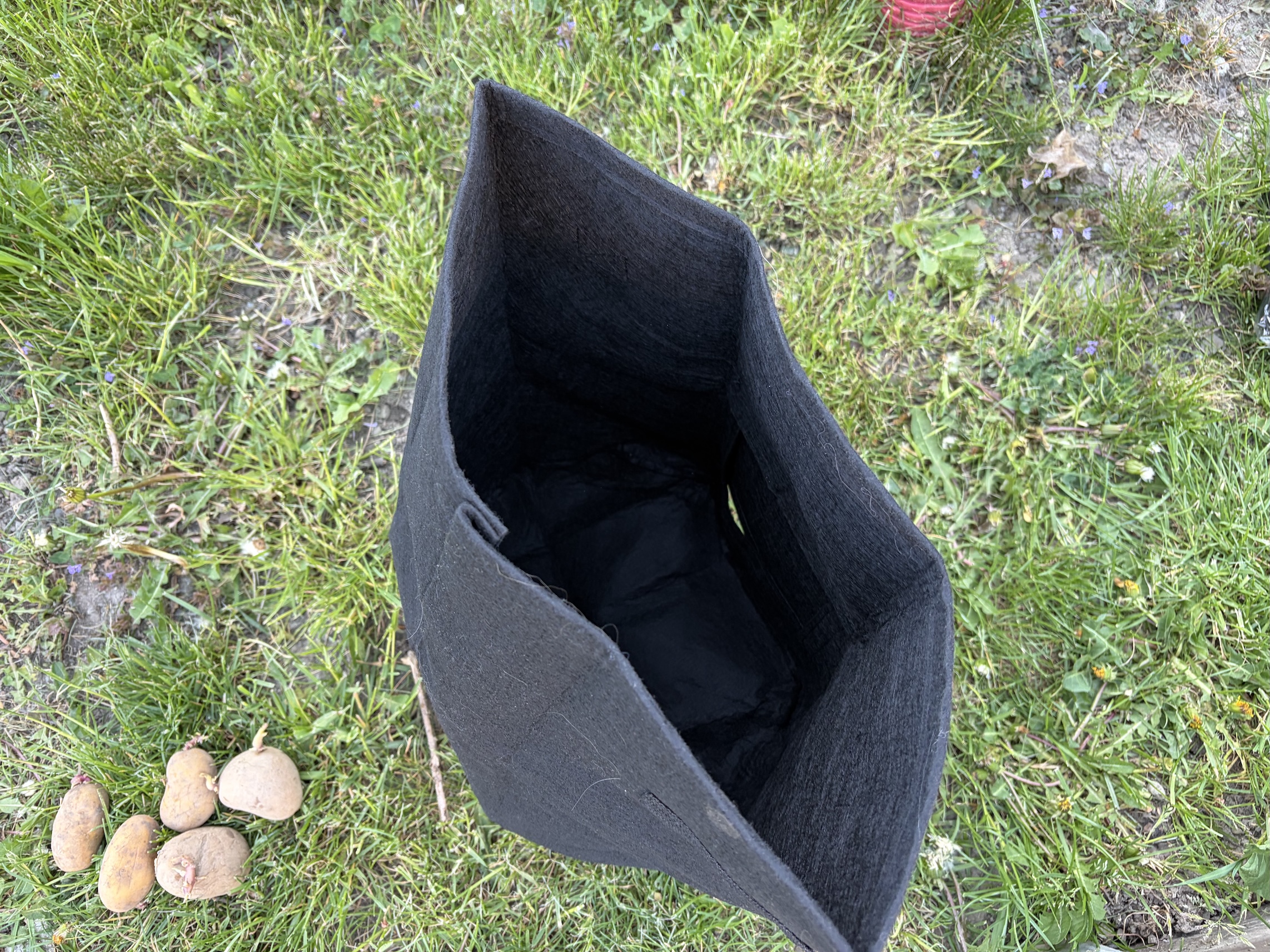 Top-down view of a black suede boot standing on grass with small potatoes laid beside it.