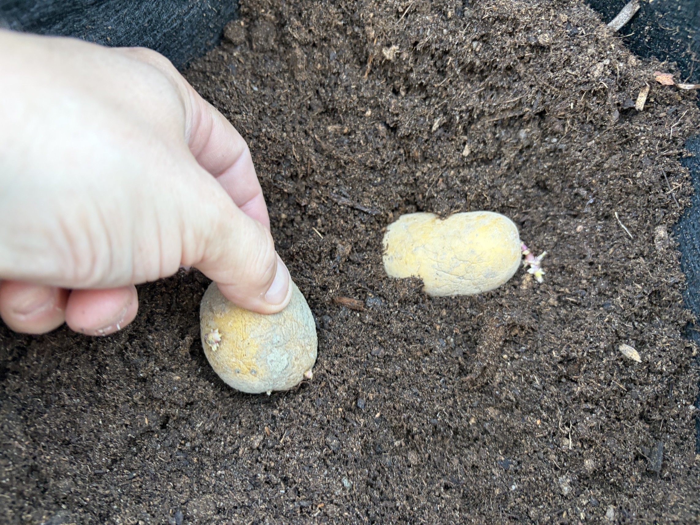 Potatoes in bags