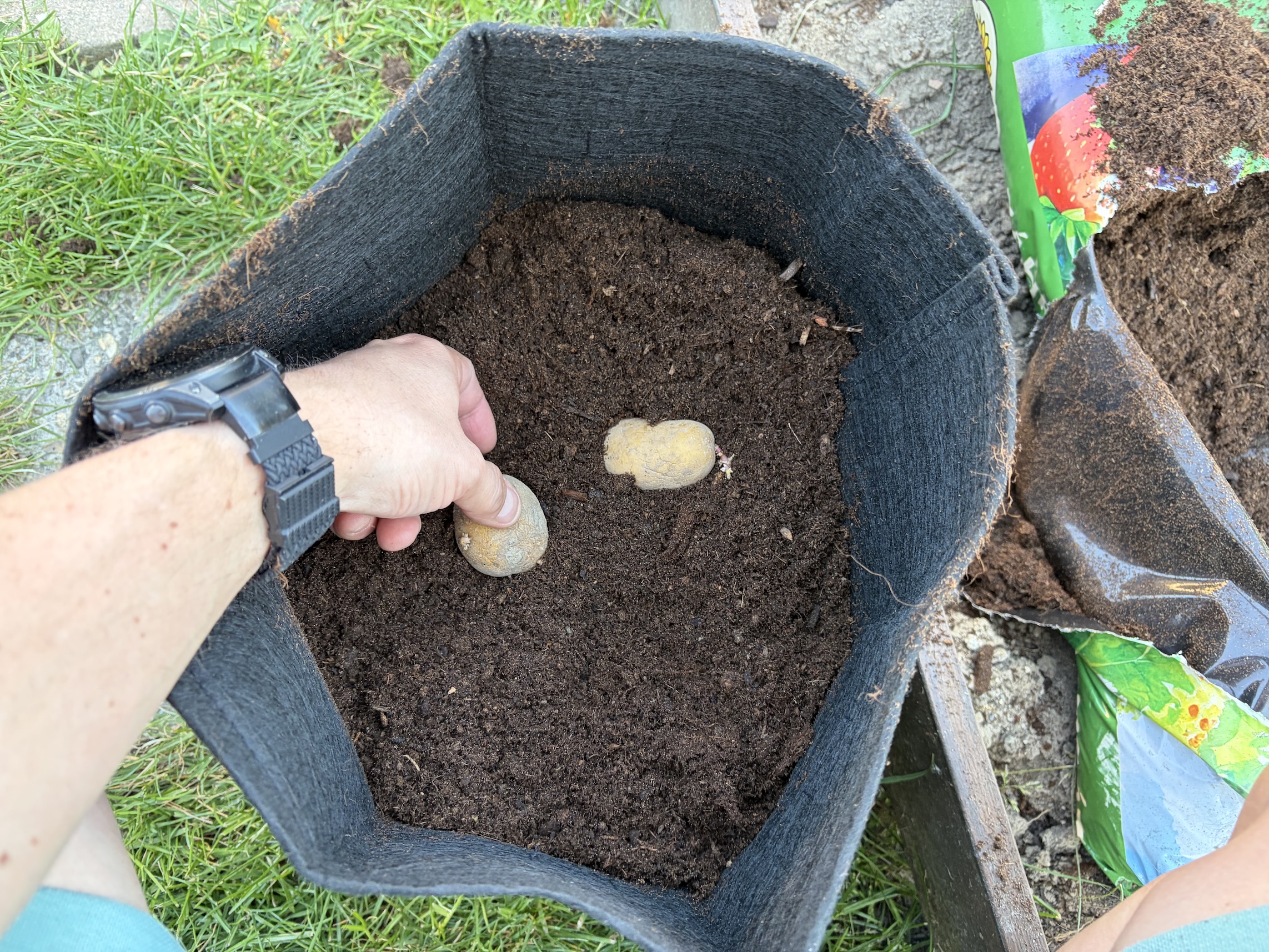 Potatoes in bags