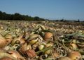Onion harvest