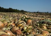 Onion harvest