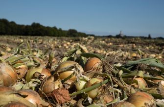 Onion harvest