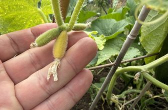 Yellow cucumbers