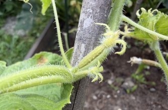Yellow cucumbers