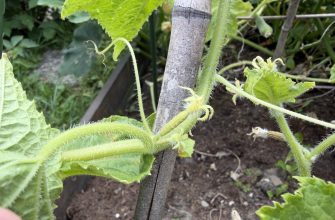 Yellow cucumbers