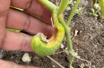 Close-up of a small fuzzy cucumber fruit curling along a hairy green stem, being held by fingers, with yellowing at the base and soil in the background.