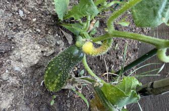 Cucumber plant in soil with a small yellow round fruit and a larger spiny green cucumber on a curling stem.