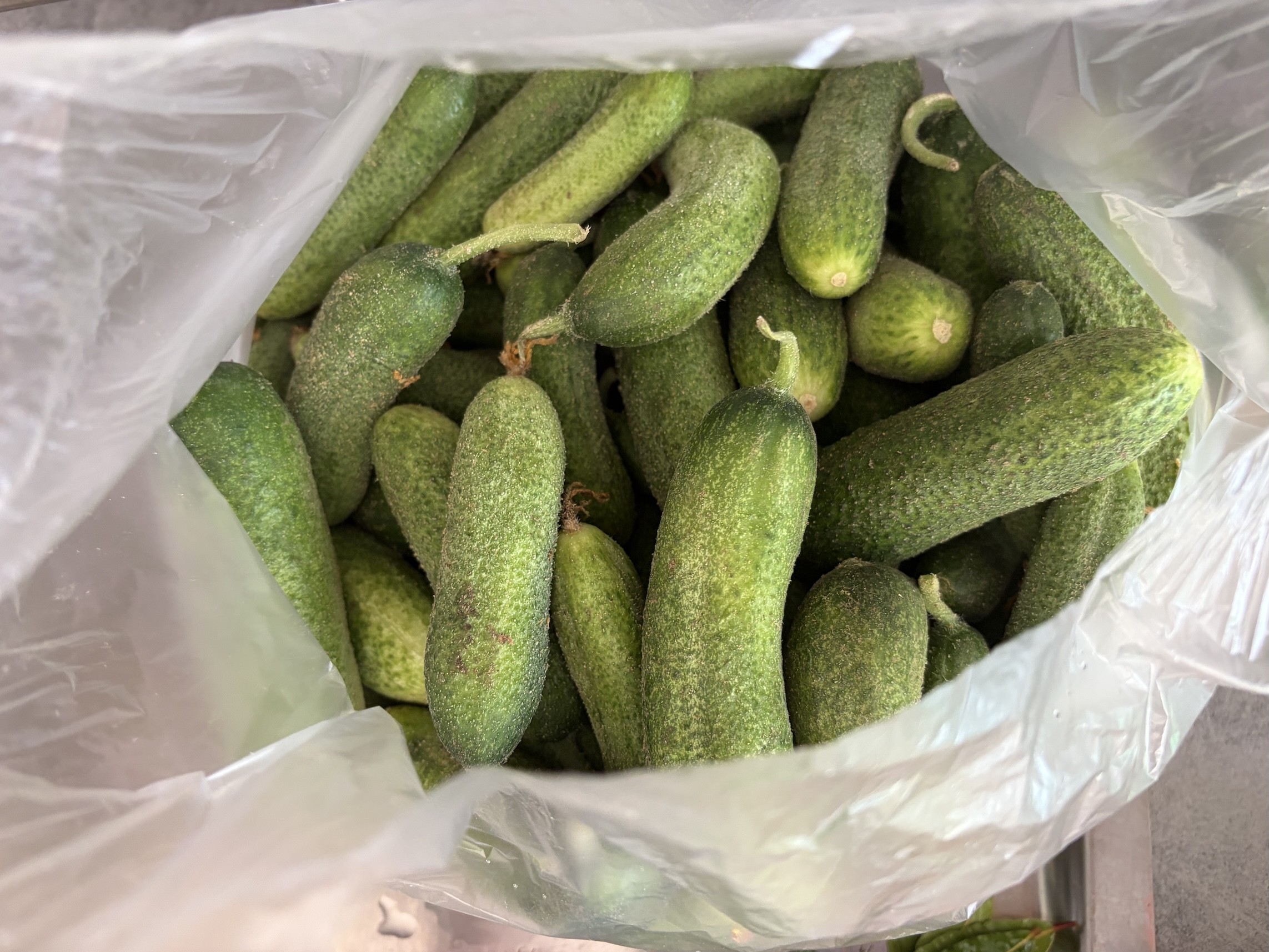 Cucumbers