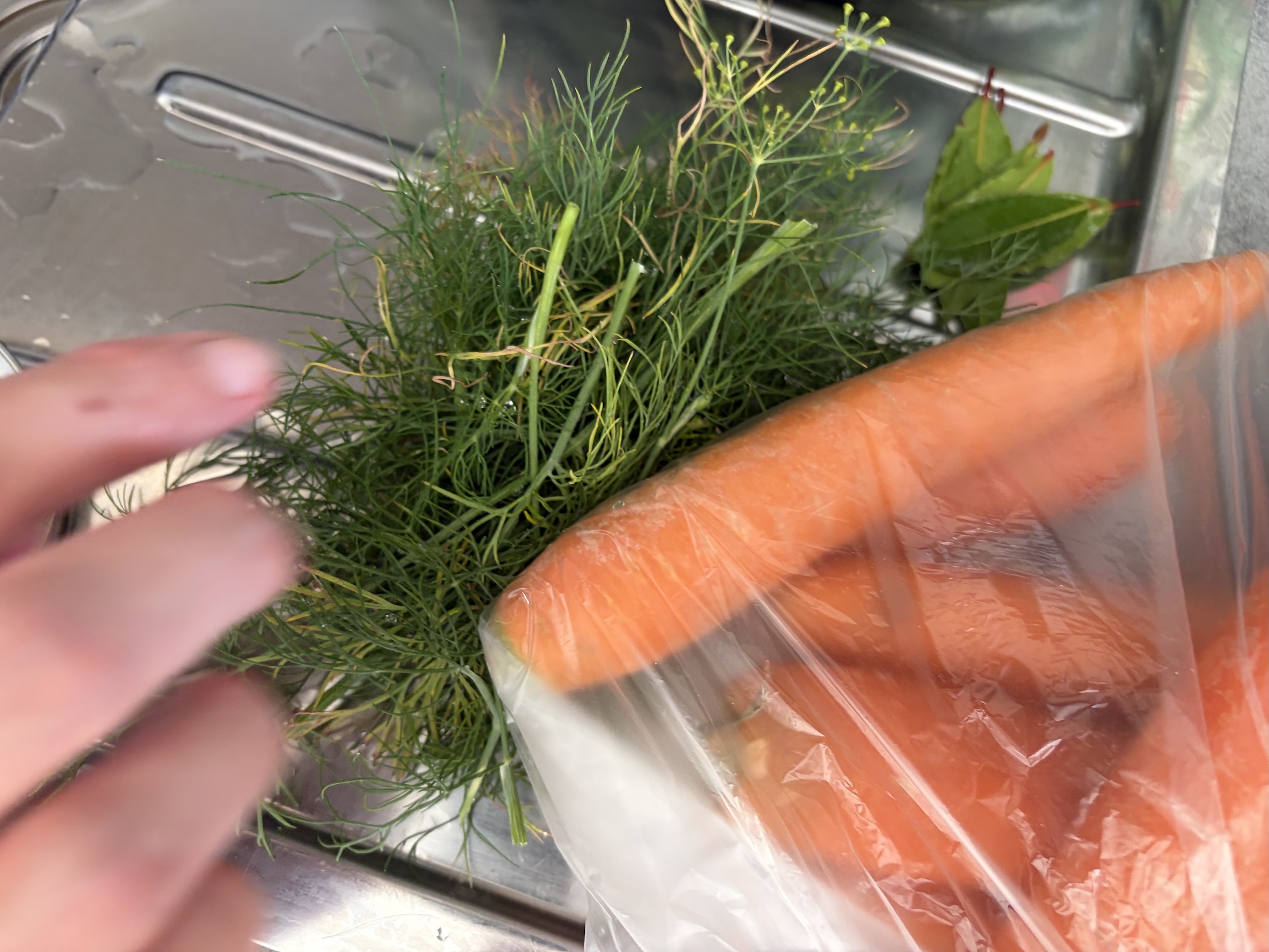 Carrot