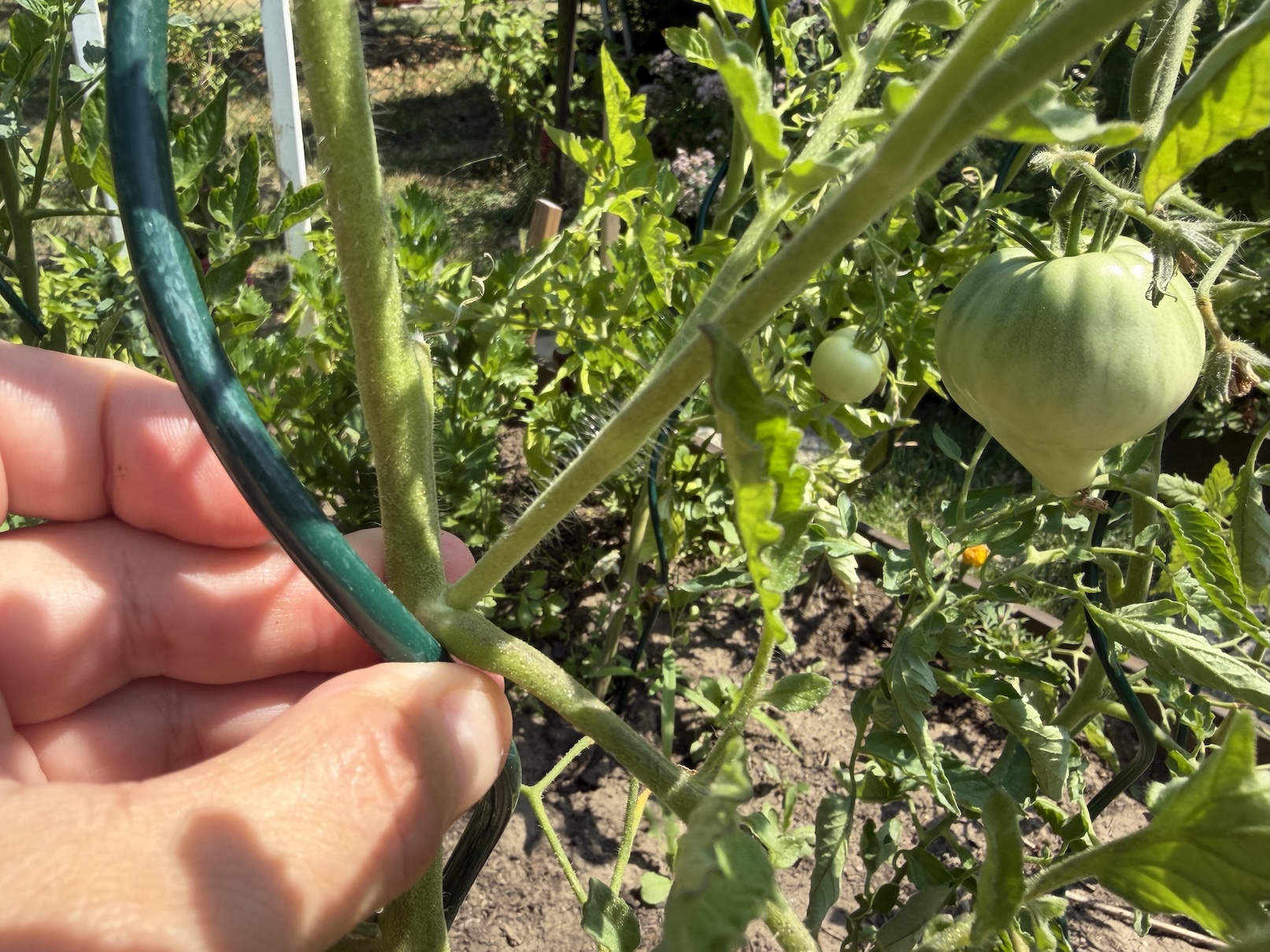 Pruning Tomatoes