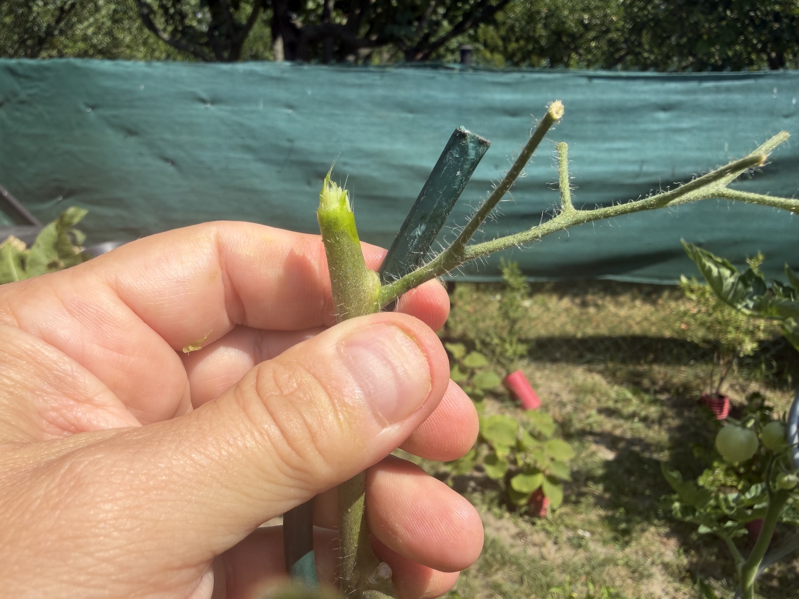 Close-up of a hand pinching a small green shoot growing from a hairy plant stem with a green stake nearby in a garden setting