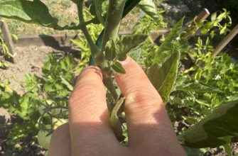 Pruning Tomatoes