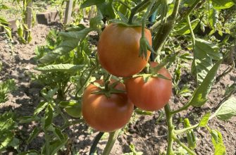 Tomatoes