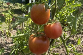 Tomatoes