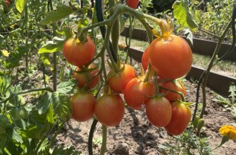Tomatoes