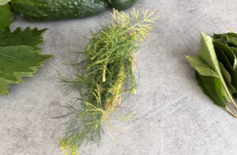 Fermented gherkins