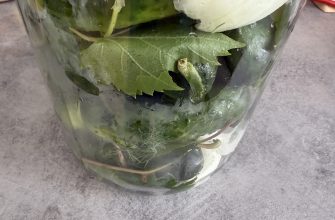 Fermented gherkins