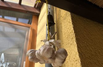Garlic