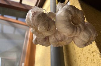Garlic