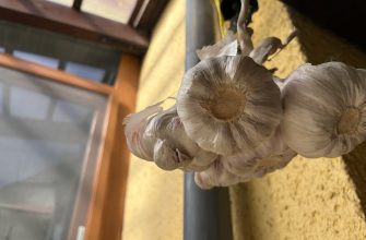 Garlic