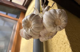 Garlic