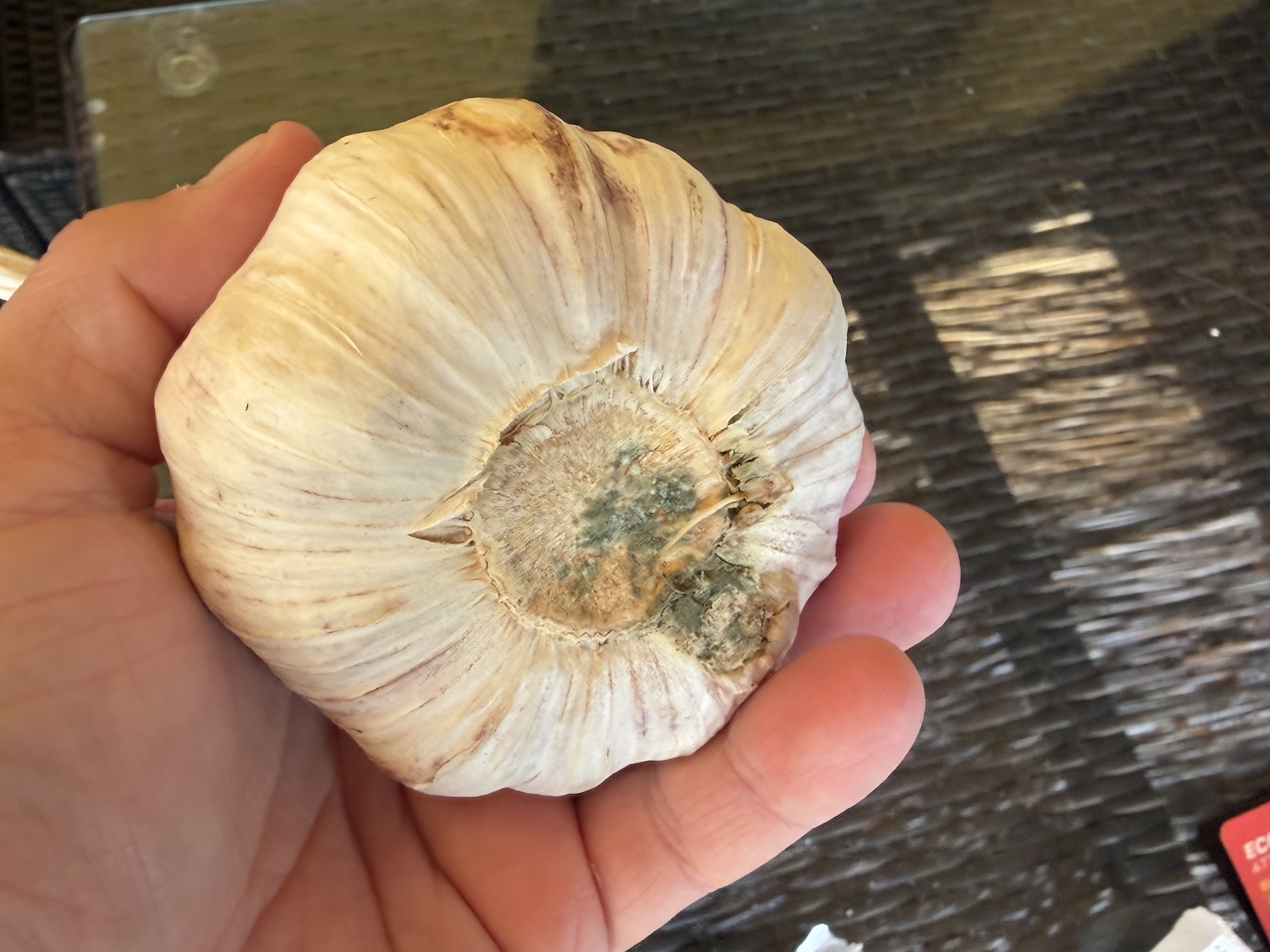 Garlic