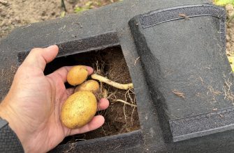 Close-up of a hand harvesting small yellow potatoes from soil, with a black fabric garden mat in the background.