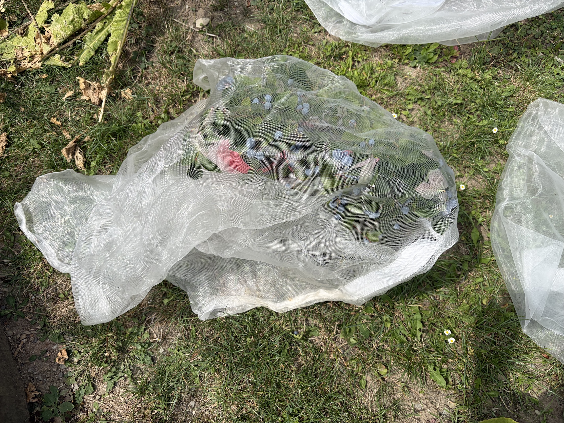 Mesh cover