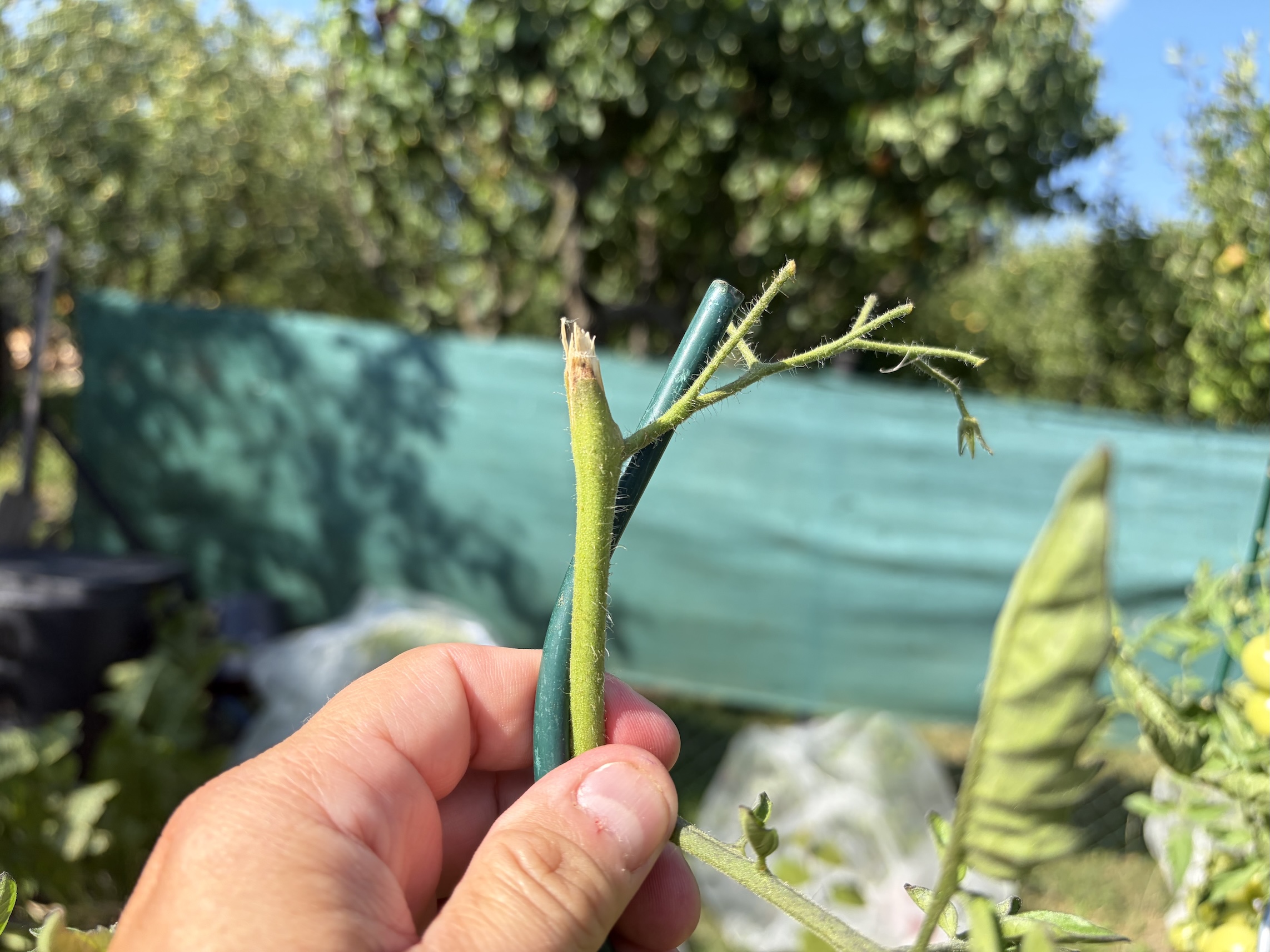 Prune tomatoes