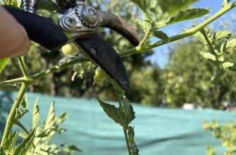 Prune tomatoes