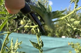Prune tomatoes