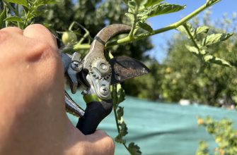 Prune tomatoes