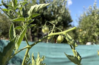 Prune tomatoes