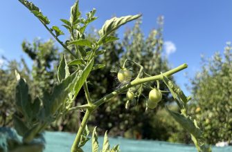 Prune tomatoes
