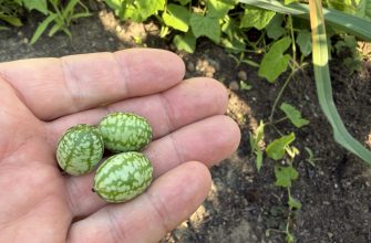 Three small green speckled fruits held in a hand in a garden.
