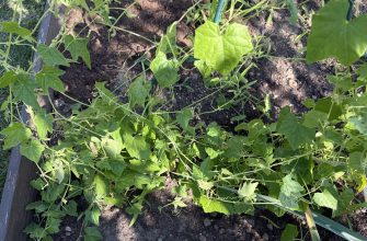 Mexican cucumber