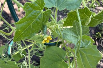 Cucumber vine with a small green cucumber, yellow flower, and curling tendrils among veined leaves on a trellis.